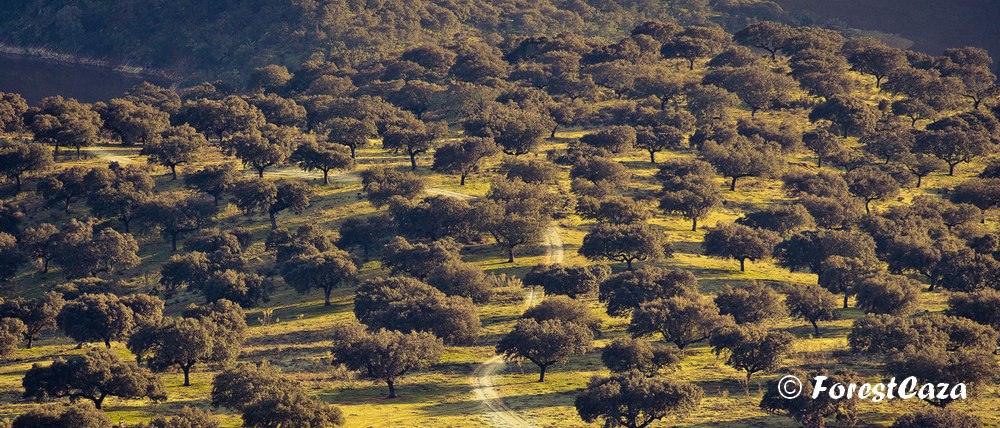 Inventario forestal