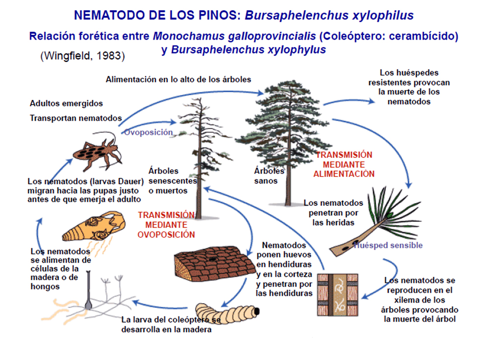ciclo nematodo monochamus